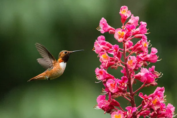 For the Birds, It's Time to Hit Pause on Major Trimming, Vegetation Removal - Vimarsana News