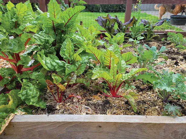 Transplanting your Seedlings - Vimarsana News