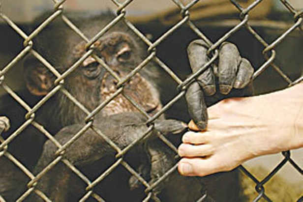 Saga of an Ape — The surprising true story of the late Bill the Chimp