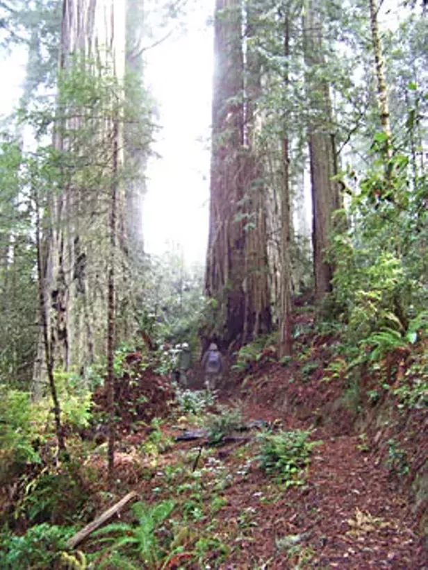 Headwaters Forest at 10