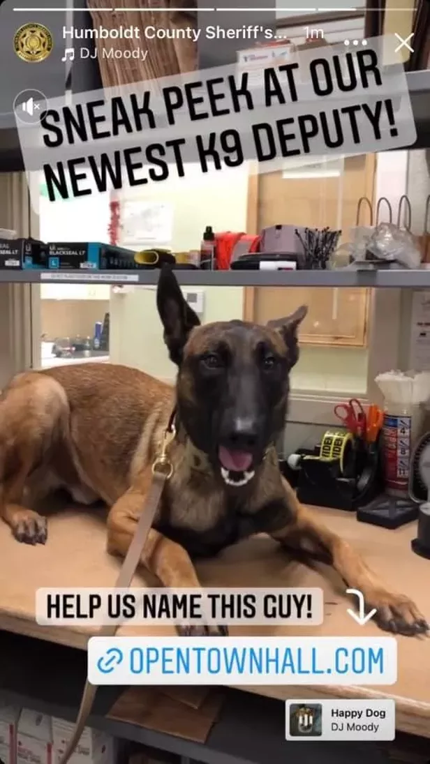 Help Name HCSO's New K-9 - Vimarsana News