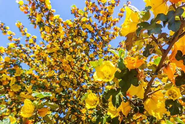 A Gardener's Resolutions - Vimarsana News