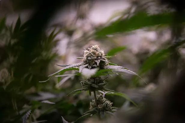 Gavin Newsom was the Face of Legal Cannabis in California. Can He Fix Its Problems? - Vimarsana News