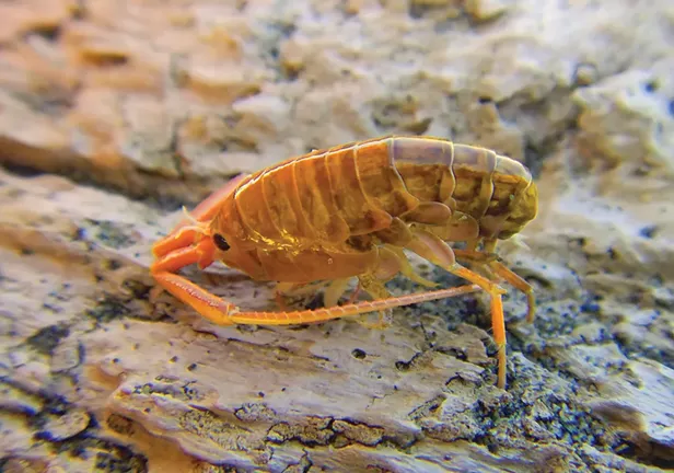 Beach Fleas - Vimarsana News