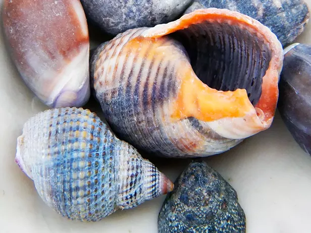 Cruising for Snails - Vimarsana News
