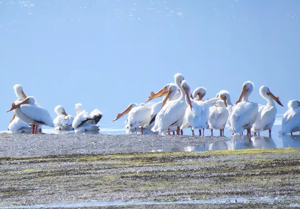 Spring Migration : vimarsana.com