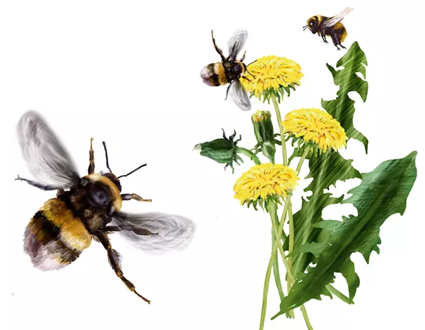 Get to Know Your Weeds - Vimarsana News