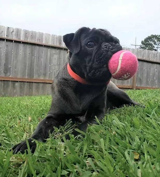 On the Waggin' at Woofstock - Vimarsana News