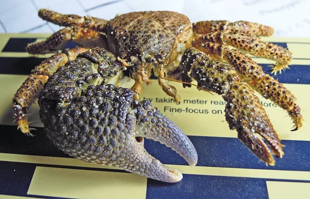No Crabs Allowed - Vimarsana News