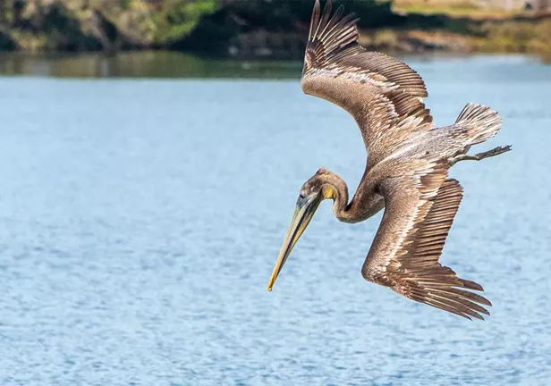 Brown Pelican Season - Vimarsana News
