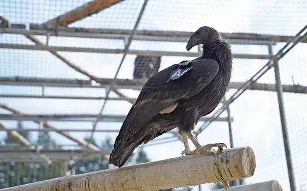 Another Shot at Freedom for Condor A6 Set for Saturday - Vimarsana News