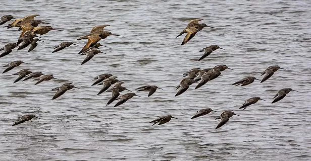 Godwit Days Kicks Off This Week - Vimarsana News