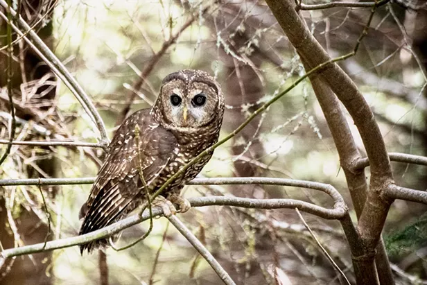 A Walk Among the Spotted Owls - Vimarsana News