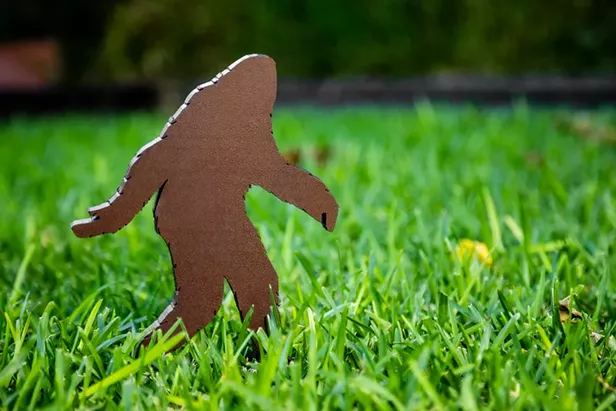 Bigfoot Daze in Willow Creek this Saturday - Vimarsana News