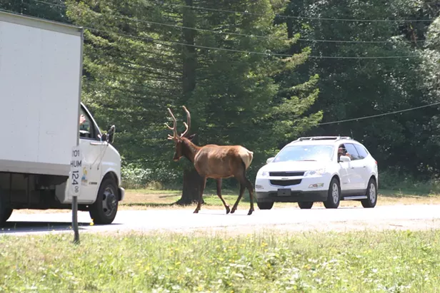 Elk Crossing - Vimarsana News
