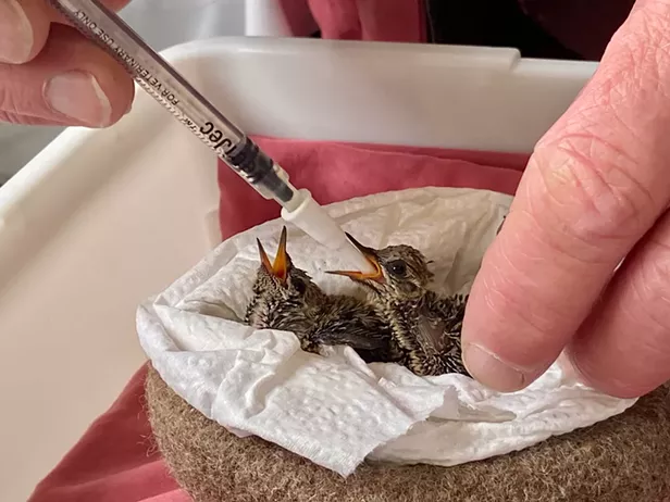 A Bird in Hand - Vimarsana News