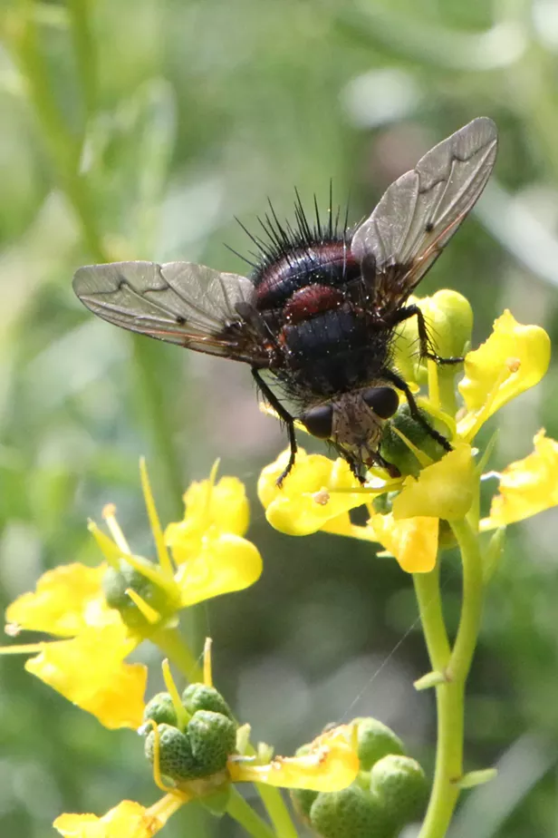 HumBug The Most Unlovely Insects News Blog