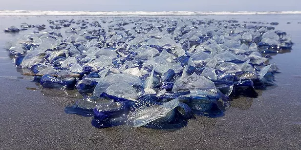 The Name of the Blob | Washed Up | North Coast Journal