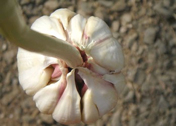 Growing Gorgeous Garlic