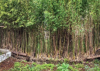 To Bamboo or Not to Bamboo