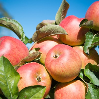 Clendenen Apple Harvest Fest