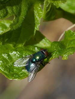 PHOTO BY ANTHONY WESTKAMPER - A green bottle fly.