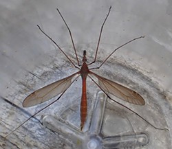 PHOTO BY ANTHONY WESTKAMPER - A giant crane fly with its wings spread to show its abdomen.