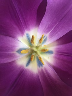 Tulip - Uploaded by Harriet Hill