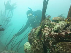 KEVIN JOE /CALIFORNIA DEPARTMENT OF FISH AND WILDLIFE - Red Abalone and Diver.