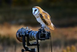 Barn Owl Sitting on a Camera - Uploaded by Denise Seeger