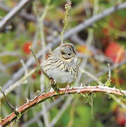 PHOTO BY SARAH HOBART - Lincoln's sparrow on a thorny perch.