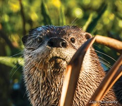 PHOTO BY LARRY LAGE, COURTESY OF LAGE PHOTOGRAPHY - A river otter up close &mdash; keep your distance in person.