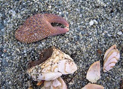 PHOTO BY MIKE KELLY - A granular claw crab's claw found in gull pellet.