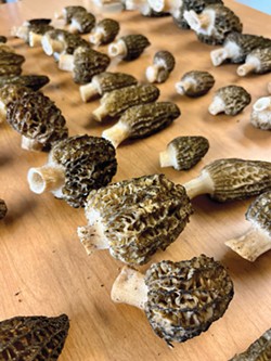 PHOTO BY JESSICA ASHLEY SILVA - An army of black morels (Morchella importuna) plucked from Humboldt woods.