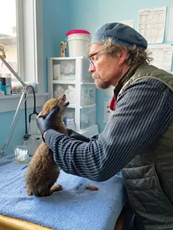 PHOTO COURTESY OF LAURA CORSIGLIA/BIRD ALLY X - Humboldt Wildlife Care Center Co-director Monte Merrick examines a coyote pup.