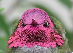 COURTESY OF THE ARTIST - Ken Burton's up-close portrait of an Anna's hummingbird.