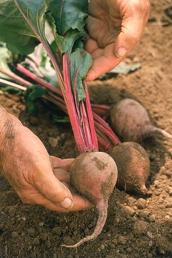 THINKSTOCK - Get ready for beets in November.