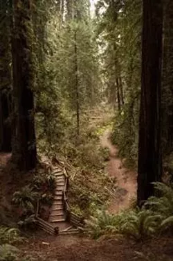 9b8e561b_trail_at_sequoia.jpg