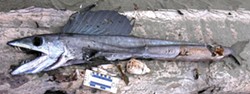 PHOTO BY MIKE KELLY - A worse for wear longnose lancetfish.