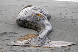 PHOTO BY MIKE KELLY - A parasite-laden gray whale.
