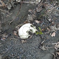 UPDATED: Skull Found on Eel River