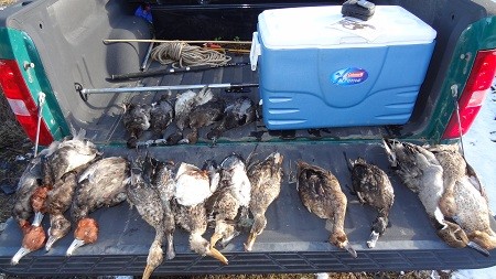 resized-pic-of-killed-ducks.jpg