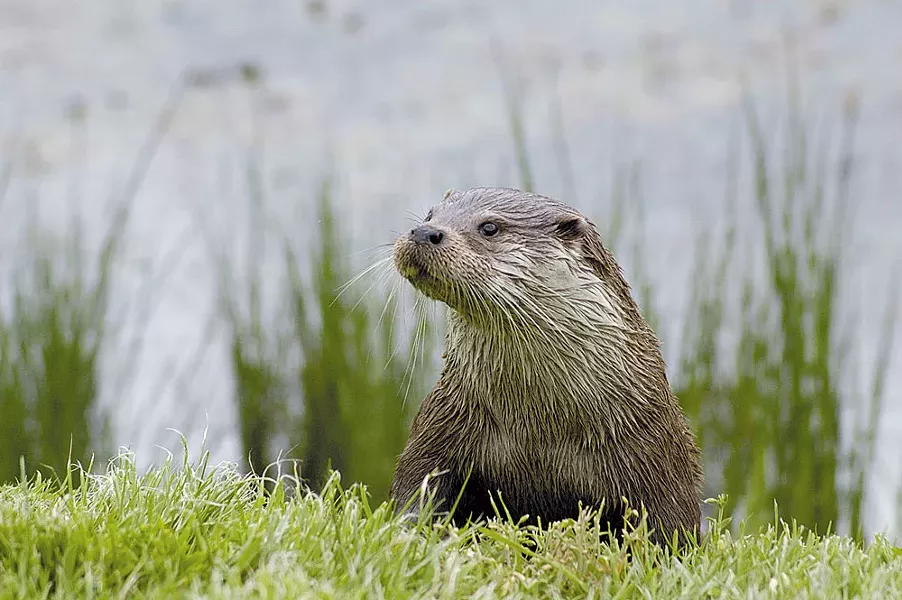 River Otter Food Chain