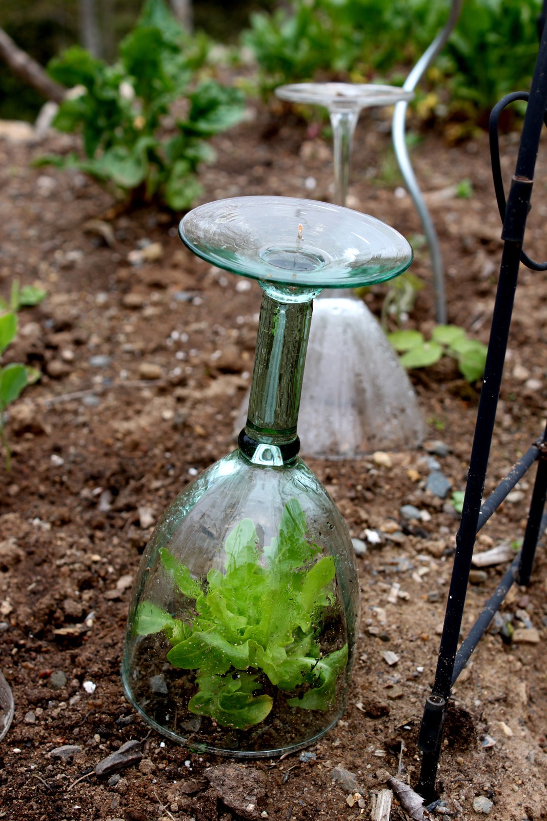 Wine glass mini-greenhouse - PHOTO BY NIKI JABOUR