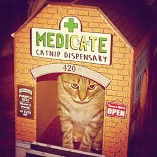 catnip.jpg