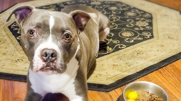 DAMAGES SLO dog owners received a $70,000 settlement from the city after a police officer shot and killed their pit bull in 2019. - FILE PHOTO COURTESY OF NICK REGALIA AND RILEY MANFORD