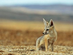 SAVING THE WILD Although the world has lost 60 percent of its wildlife in the past 40 years, conservationists believe that preserving 30 percent of wild lands by 2030 could help remaining species like the San Joaquin kit fox. - FILE PHOTO COURTESY OF CALIFORNIA DEPARTMENT OF FISH AND WILDLIFE