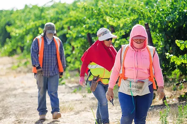 ESSENTIALLY NOT HELPED The pandemic continues to affect farmworkers throughout California, including the Central Coast, as the population experiences job loss, heightened fears of contracting the virus, and economic burdens. - FILE PHOTO BY JAYSON MELLOM