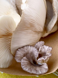 LITTLE GUY Morro Bay Mushrooms' products come in all shapes, sizes, and colors&mdash;like this Italian oyster mushroom that's dwarfed by its friends. - PHOTO BY CAMILLIA LANHAM