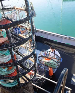 TANGLED A bill aimed at preventing whale entanglements is put on hold after its author was appointed as California'a next attorney general. - PHOTO BY JAYSON MELLOM
